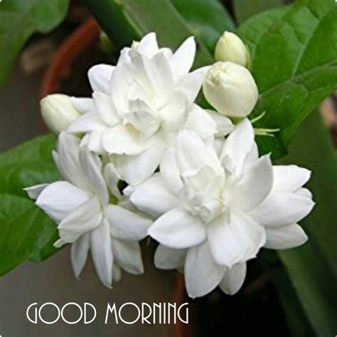 jasmine good morning images|300,000+ Free Jasmine Flower & Jasmine Photos.